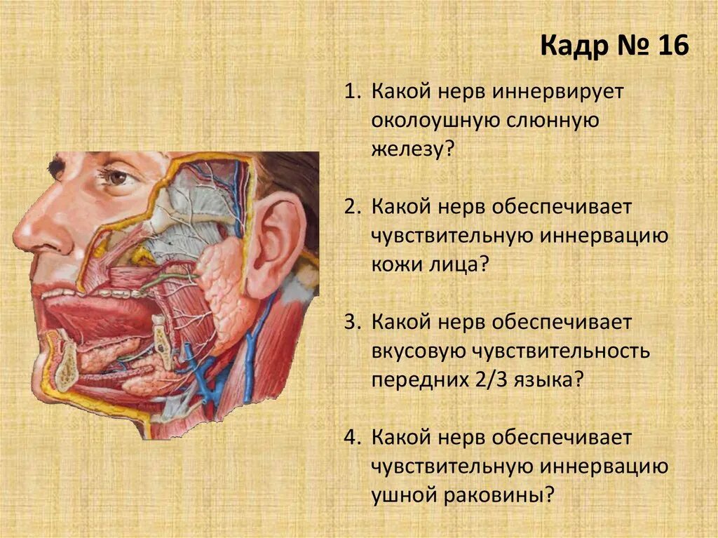 Околоушную слюнную железу иннервирует нерв. Иннервация слюнных желез нервы. Околоушная слюнная железа нерв. Околоушная слюнная железа иннервируется нервом. Операции околоушная железа