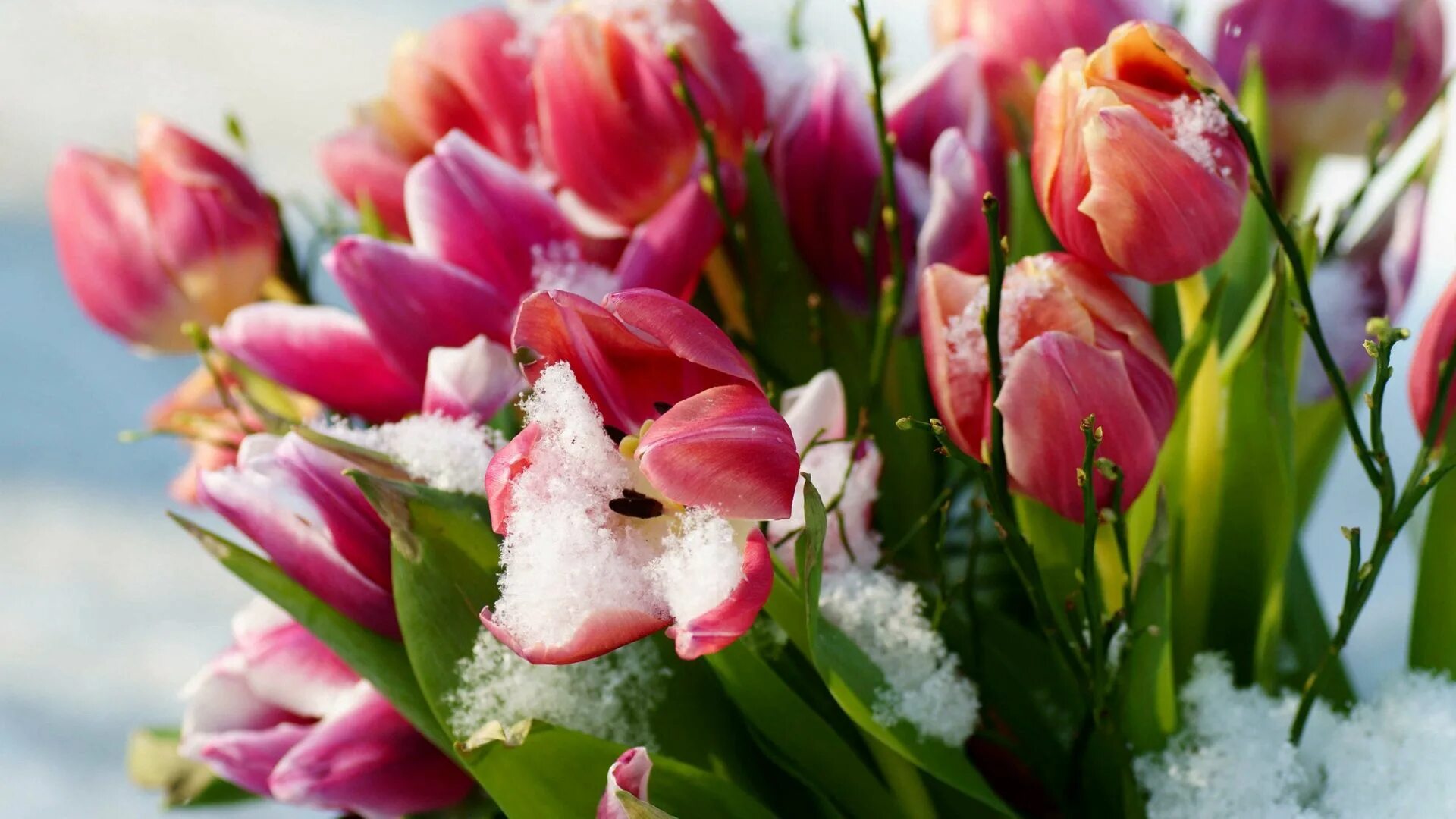 Весенние цветы. Цветы тюльпаны. Весенние цветы тюльпаны. Обои на телефон красивые тюльпаны