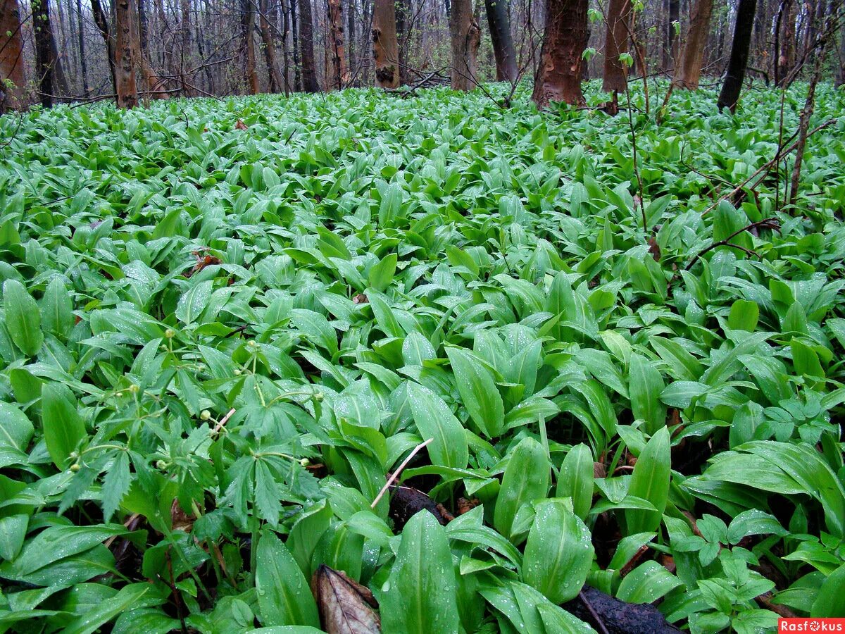 где растет дикий. черемша лесная. черемша. черемша (медвежий лук). афганка аутдор.