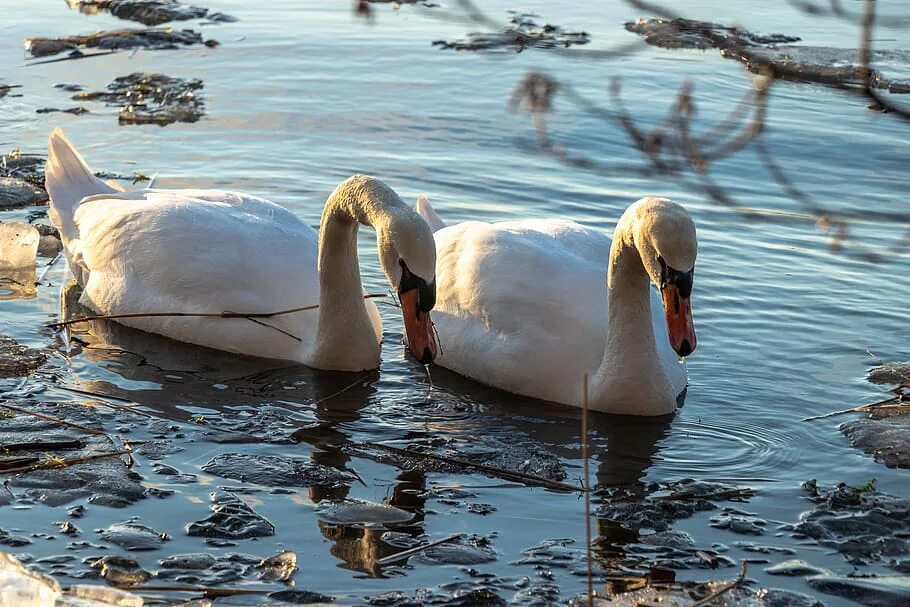 К чему снятся лебеди на воде. Лебеди. Лебедь на воде. Стая лебедей.