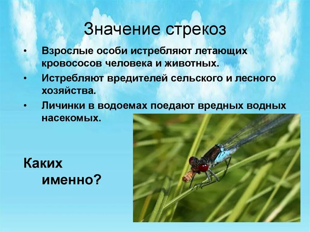 Класс насекомые многообразие. Стрекозы отряд насекомых. Значение стрекоз. Значение стрекоз в природе. Стрекозыхарактерстика.