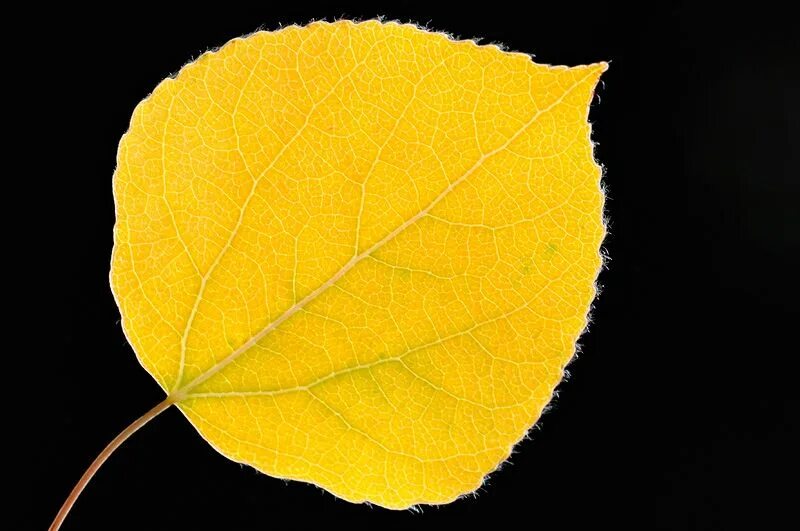 Leaves for school. Осенние листья тополя. Лист осины. Листья тополя осенью. Листок осины.