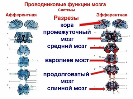 Проводниковая функция характерна для отдела головного мозга