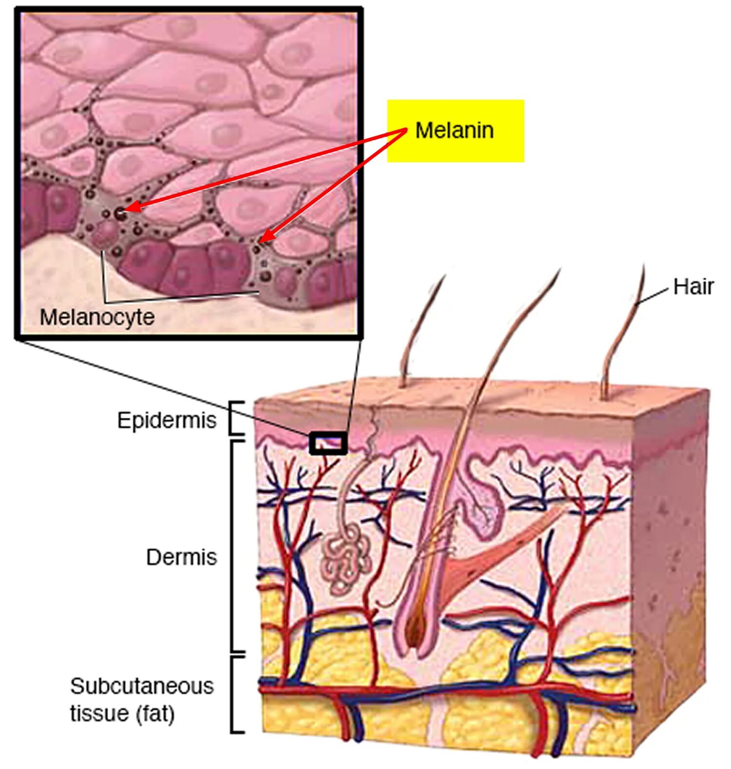 Меланин пигмент волос. Строение кожи меланин. Меланоциты эпидермиса кожи.