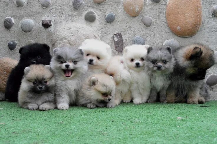 This is how many pomerians I want Gambar anjing, Gambar anjing lucu, Anjing lucu