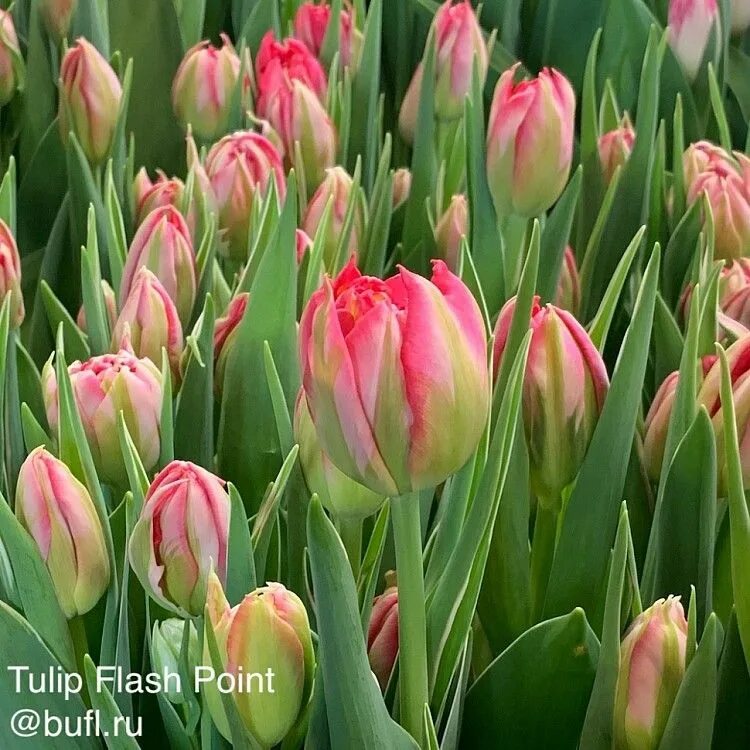 Tulipa Flashpoint At the Flower Dome, Gardens by the Bay d. Flickr