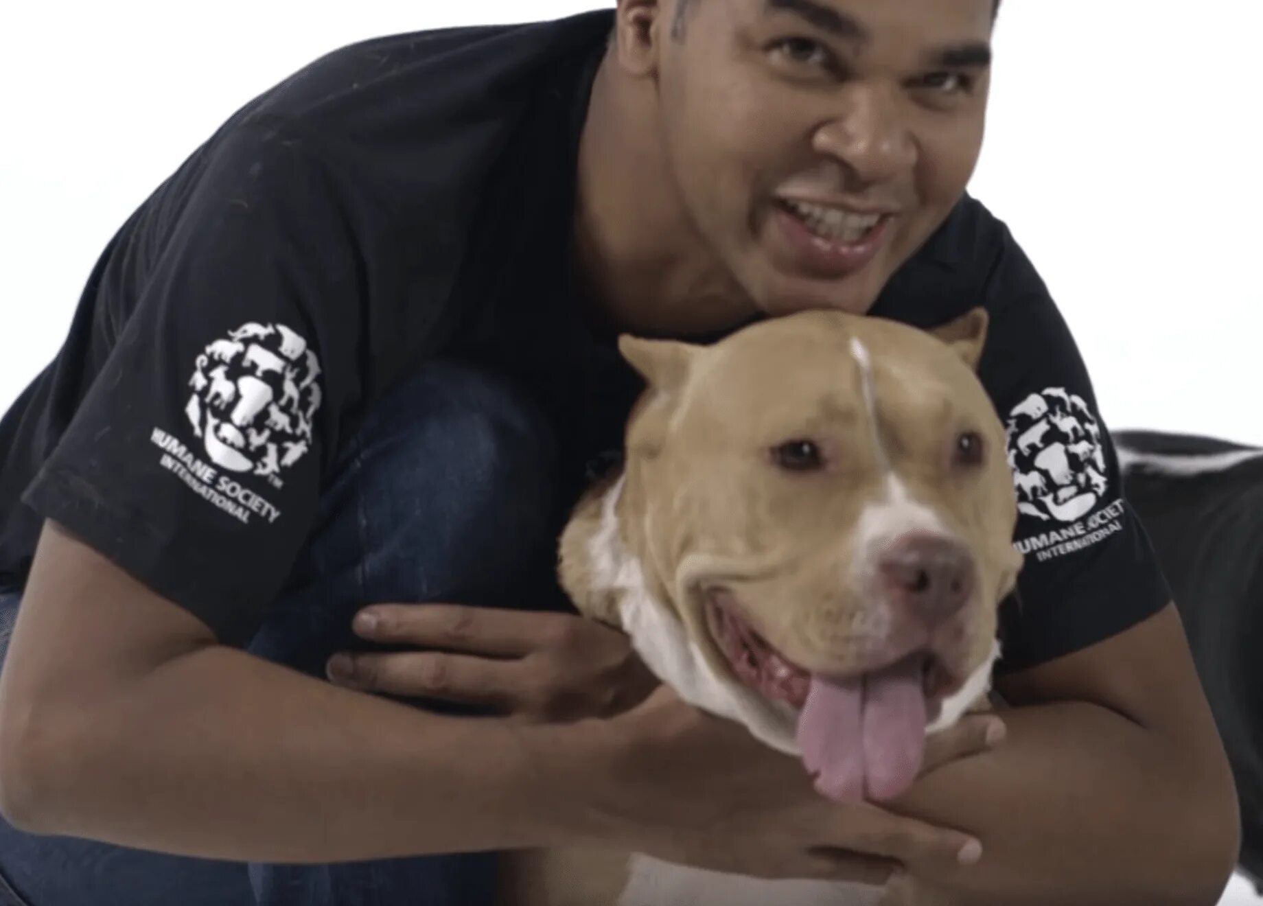 Питбуль команда. Питбуль муса. питбуль джина. питбуль и овчарка.