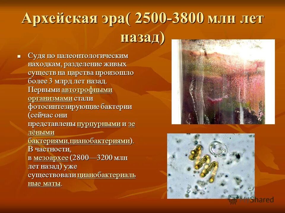 организмы архейской эры