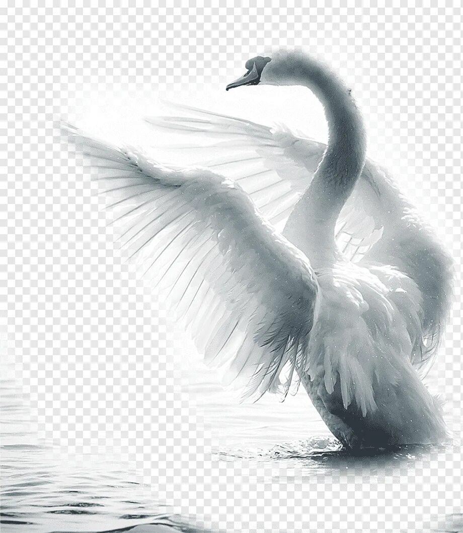 Картинка лебедей на прозрачном фоне. Лебедь арт. Лебедь на белом фоне. Лебедь на прозрачном фоне. Лебеди для фотошопа.
