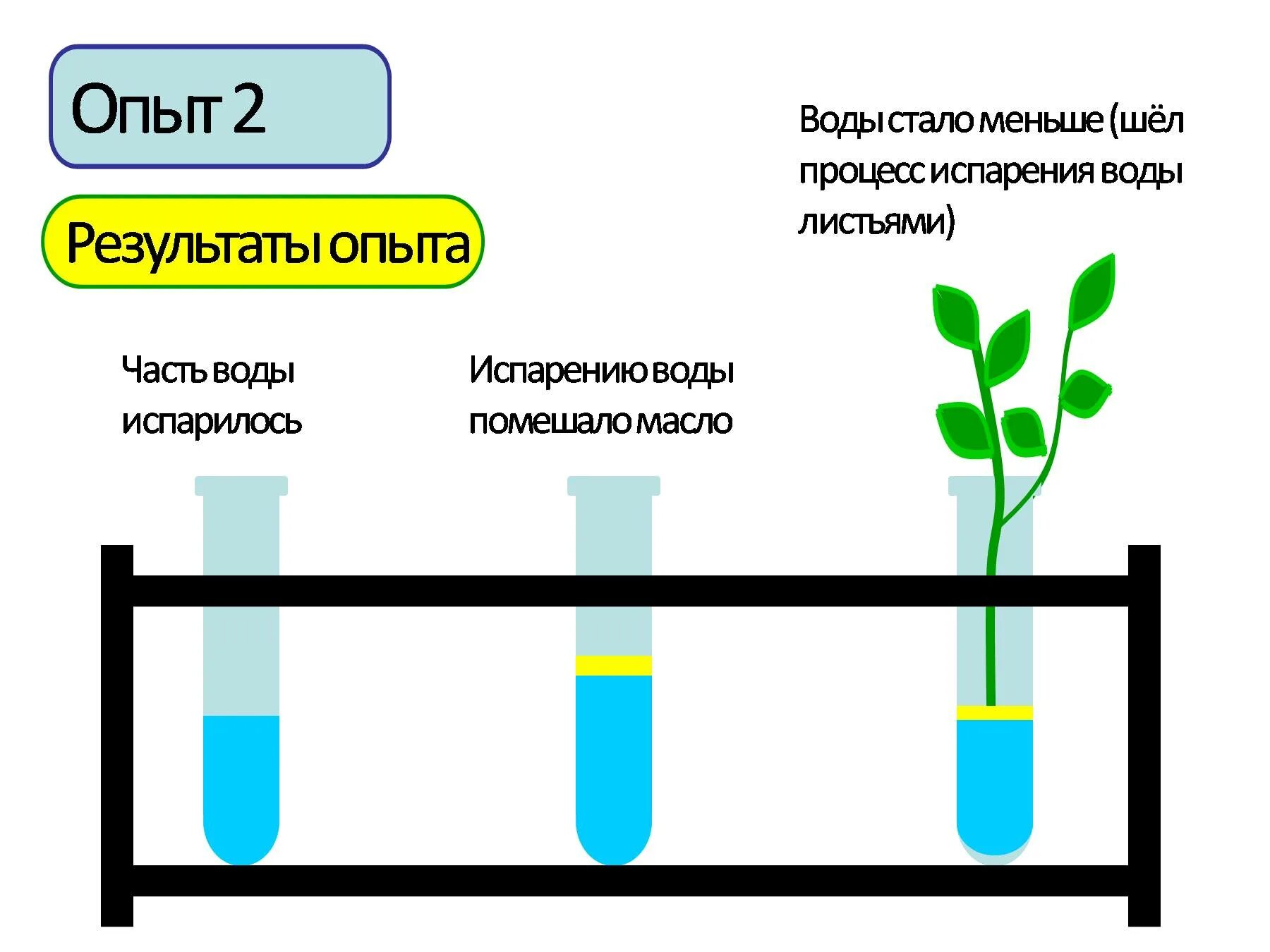 Испарение воды листьями транспирация. Испарение воды растениями транспирация. Процесс транспирации у растений. Опыт испарение воды листьями. Испаряют значительное количество воды