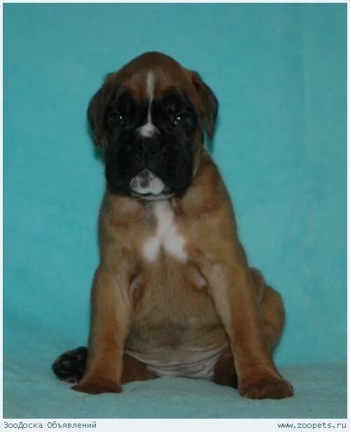 маленький боксер собака. щенок боксера 9 месяцев. щенки боксера в москве и московской области. боксёр собака чёрный окрас. боксеры собаки нижний новгород.