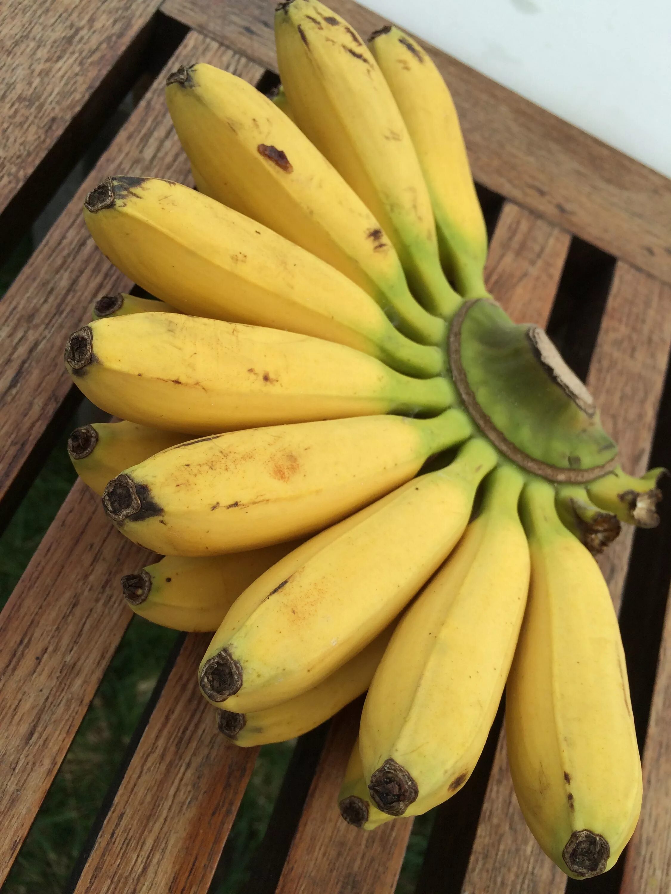 Где купить банан. Банан. Маленькие бананы. Десертный банан. Сорт маленьких бананов.