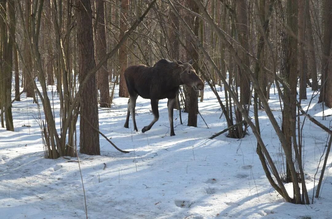 Лосиный остров национальный парк. Парк Лосиный остров Москва. Парк Лосиный остров лоси. Парк Лосиный остров Москва норка. Увидел лося в лесу