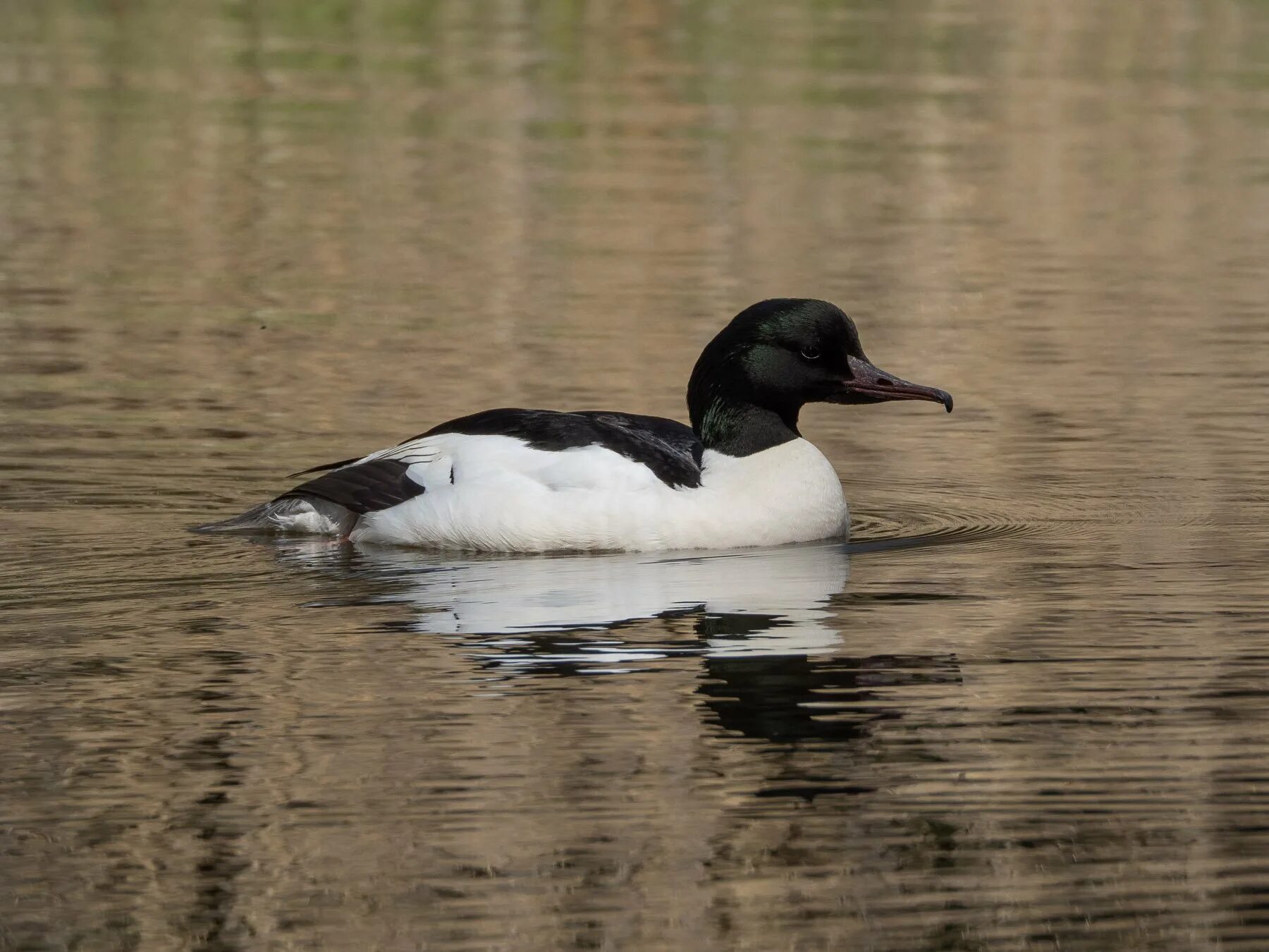 Большой крохаль Mergus Merganser. Крохаль утка. Турпан крохаль. Длинноносый крохаль птица. Крохаль птица