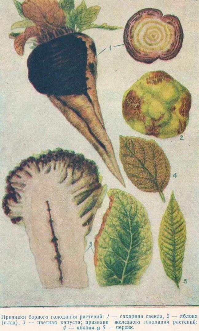 недостаток кальция у капусты. нехватка калия у капусты. недостаток калия у растений. недостаток молибдена у томатов. голодание капусты.