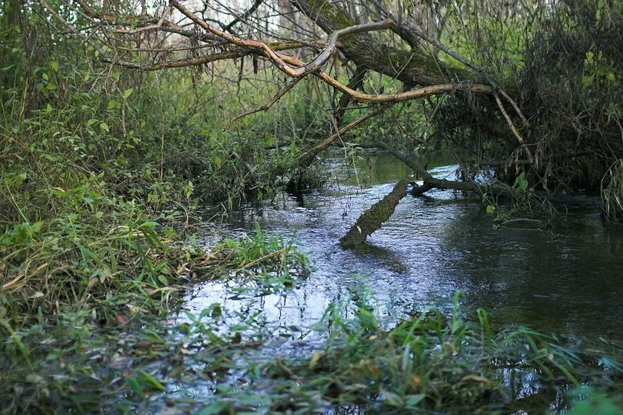 река незнайка исток. где река незнайка. где река незнайка. река незнайка в марьино. река незнайка московской области.