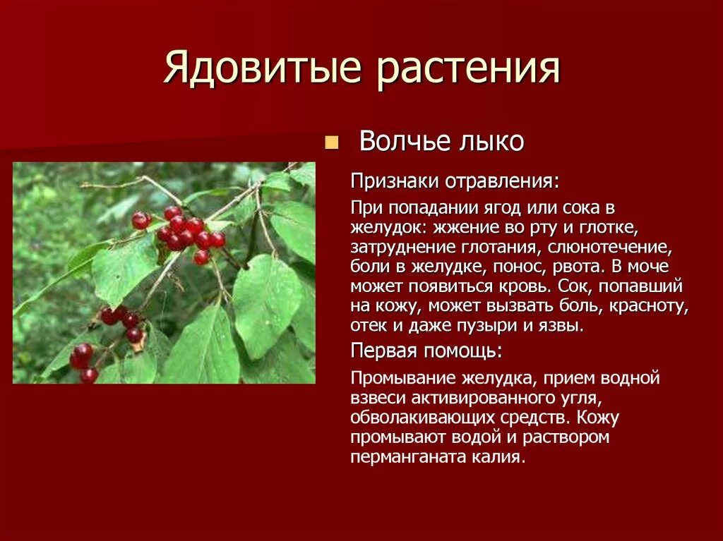 Насколько ядовит. Волчье лыко симптомы отравления. Ядовитые растения описание. Сообщение о ядовитых ягодах. Несъедобные растения.