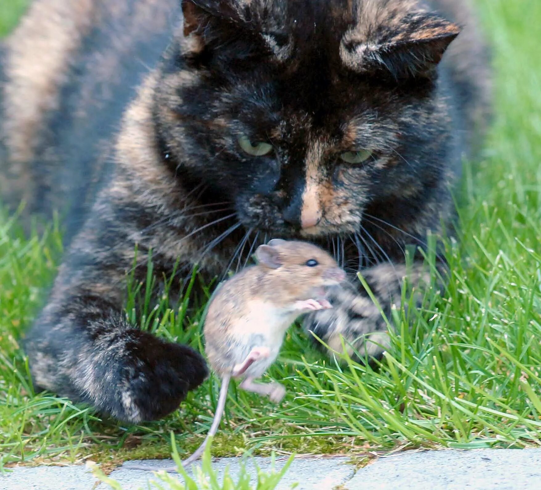 Кот и мыши. Кошки-мышки. Кошка с мышью. Кошка мошка. Котенок ловит мышей