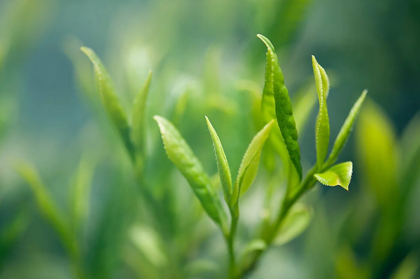 Зеленый але. Листья чая. L-теанин в растениях. Белый чай. Green Tea.