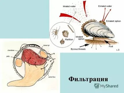 Строение гребешка