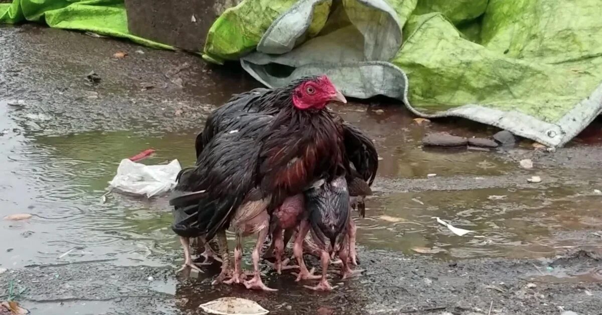 Курица пьет воду. Мокрая курица. Курица укрывает цыплят от дождя. Курочка под дождем. Цыпленок под дождем.