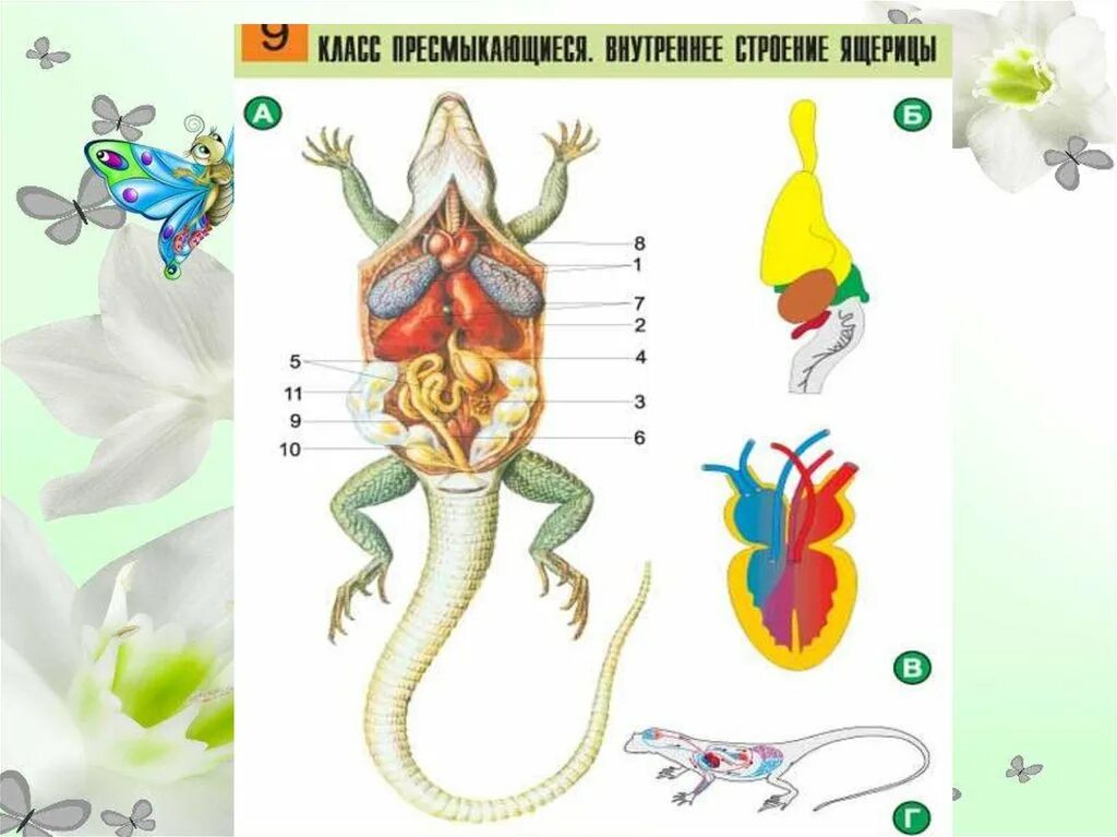 Внутренние органы ящерицы. Строение ящерицы. Внешнее строение ящерицы. Пищеварительная система ящерицы. Рисунок пресмыкающихся 2 класс