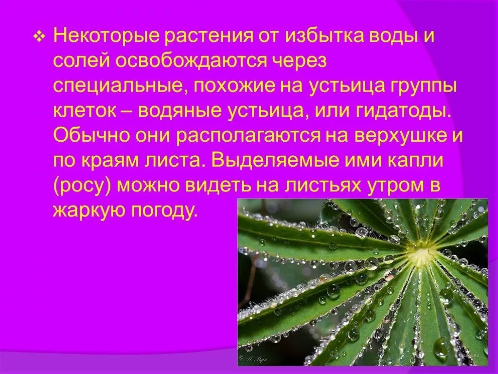 Выделение у растений. Выделение у растений 6 класс. Выделение у растений 6 класс биология. Выделение у растений и животных 6 класс.