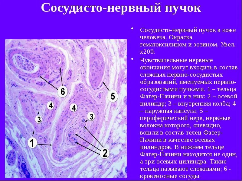 Что такое сосудистые пучки какую. Тельца фатера Пачини гистология. Тельце фатер Пачини гистология препарат. ‏Осудисто нервный ‏пучок.окраск препарат гематоксилинэозином. Тельце Пачини гистология.