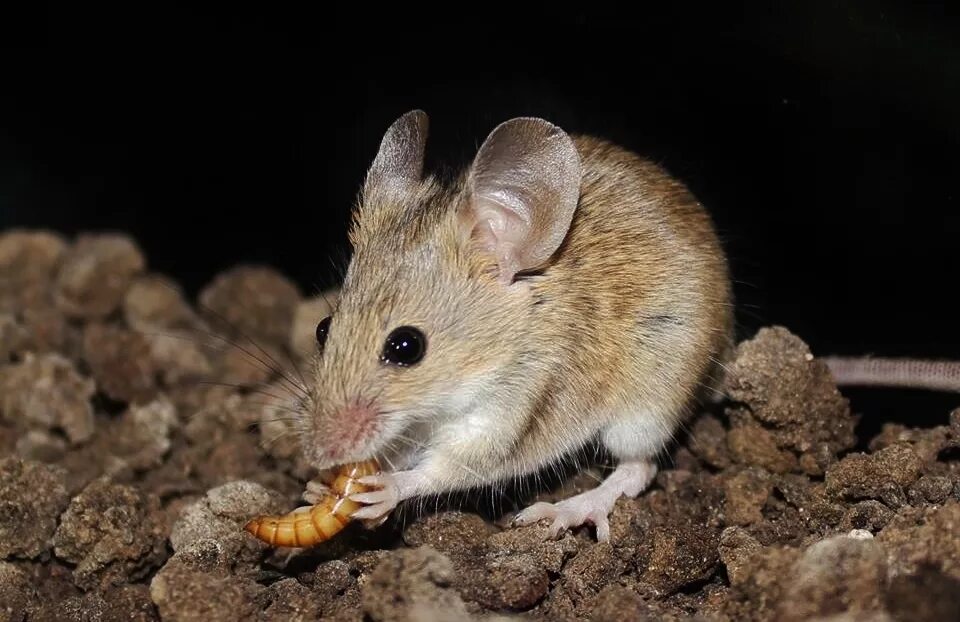 Mus musculus домовая мышь. Домовая мышь mus musculus Linnaeus. Домовая полёвки. Мышь полевка и мышь домовая. Sibm mouse