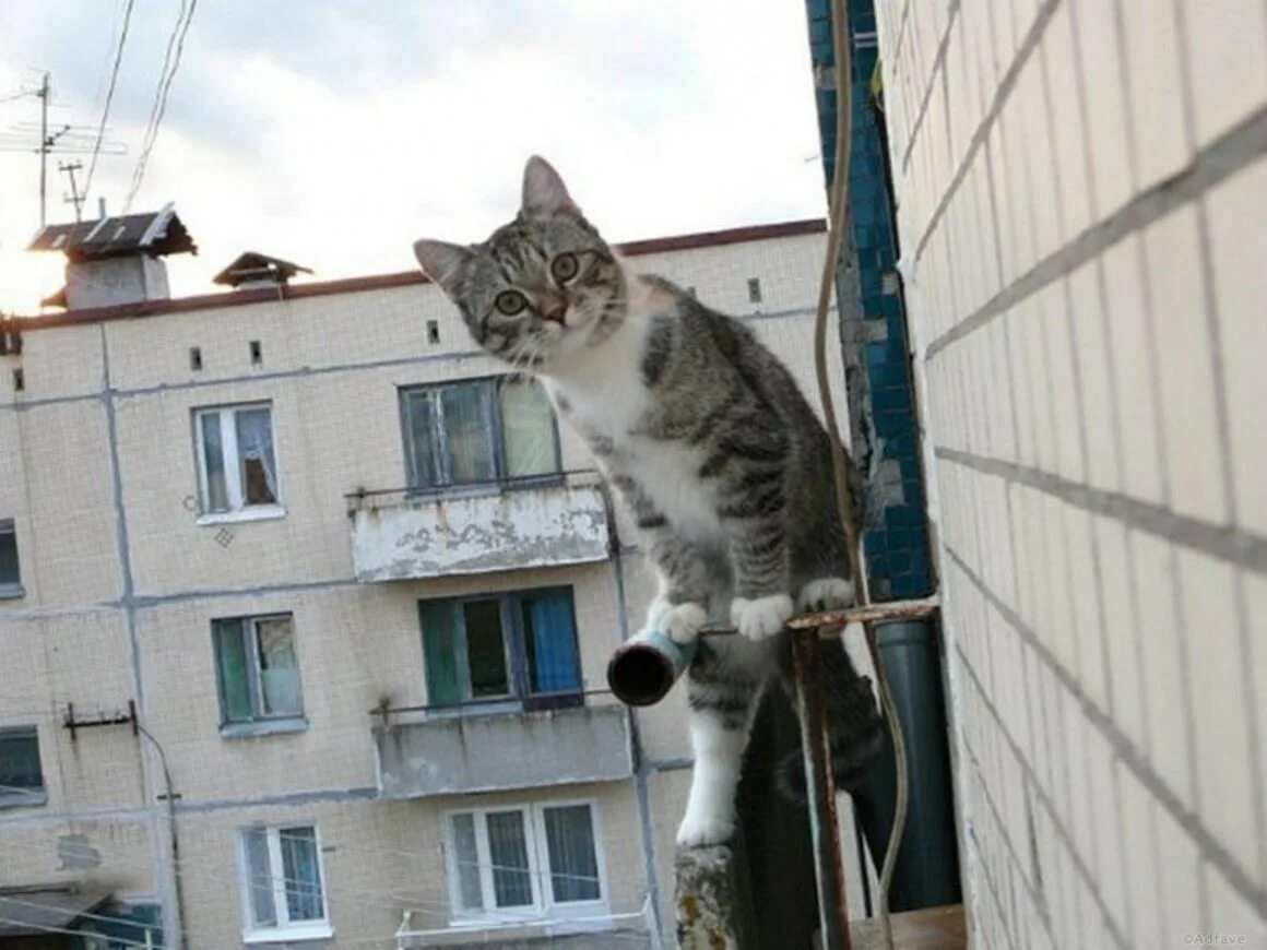 Почему коты лазят