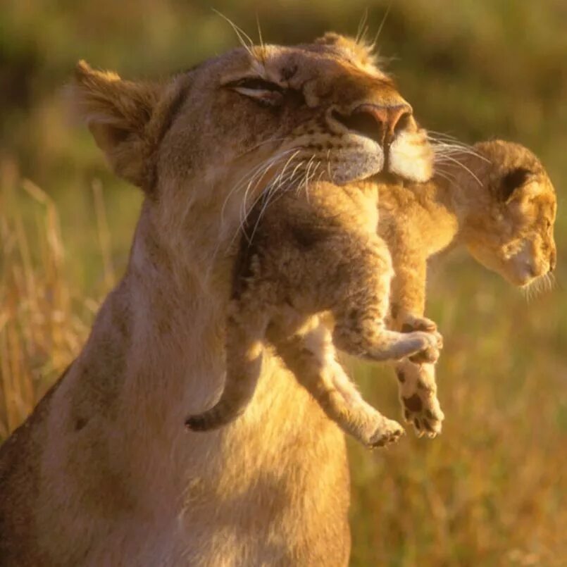 Любовь животных. Мама животные. Львица и Львенок. Инстинкты животных. Инстинктивное животное