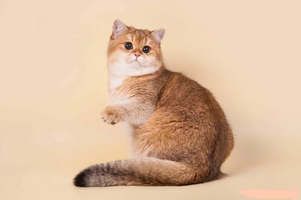 Шотландский страйт золотая шиншилла. Скоттиш страйт золотая шиншилла. Шотландская кошка золотая шиншилла. Шотландский страйт золотая шиншилла. Шотландская прямоухая золотая шиншилла.