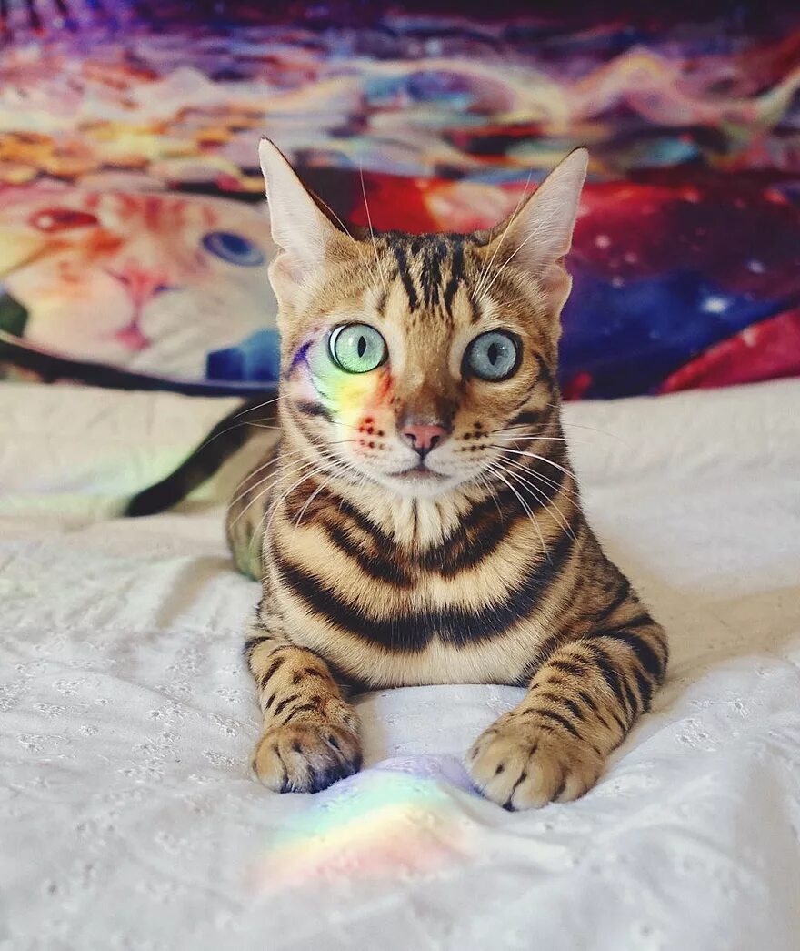 Какие редкие коты. Кошки красивые необычные. необычайно красивые кошки. необычные бенгальские коты. самые красивые расцветки кошек.