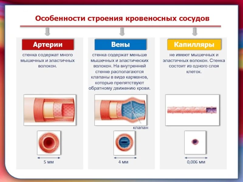 Строение стенки кровеносных сосудов. Структура и функции артерий, вен и капилляров»:. Виды кровеносных сосудов особенности их строения. Строение стенок артерий вен капилляров. Артерии и вены тест