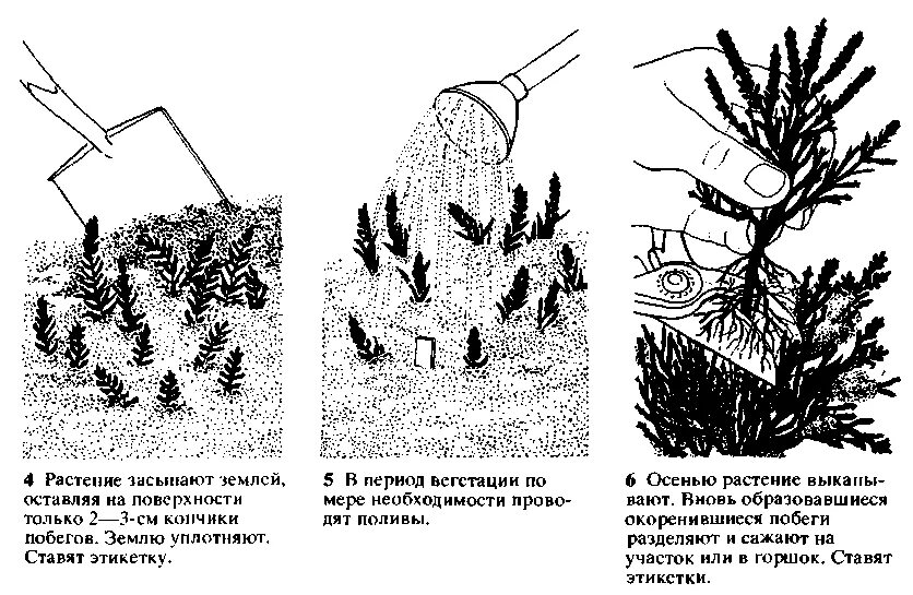Как размножаются хвойные. Размножение можжевельника черенками схема. Размножение хвойных воздушными отводками. Можжевельник отводки схема. Черенкование хвойных растений.