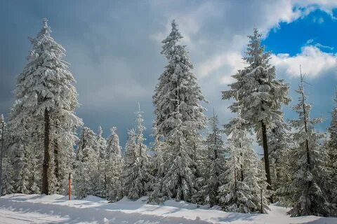 Зимний лес какой