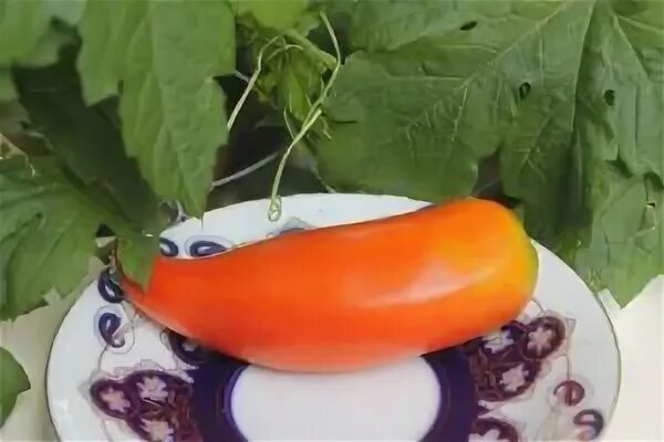 ларго де хауха. томат ларго де хауха отзывы. ларго де хауха. ларго де хауха. томат сафайя f1.