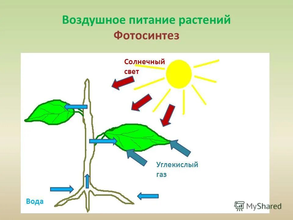 Органы передвижения веществ. Воздушное питание фотосинтез 6 класс. Воздушное питание растений 6 класс биология. Воздушное питание фотосинтез 6 класс биология. Воздушное питание растений схема.