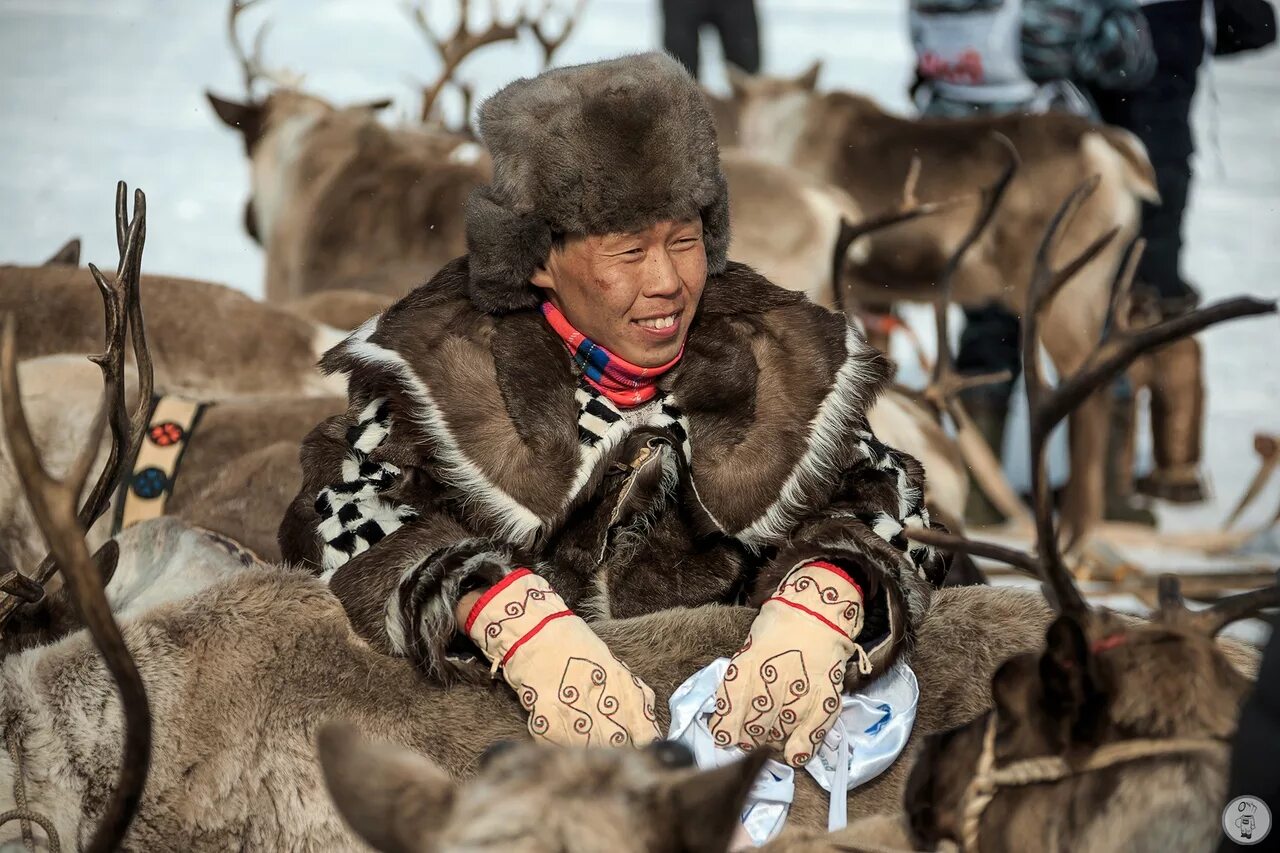 Ненцы-оленеводы кочевье. Эвенов какое животное. Эвены якутии. Оленеводство эвенов. Эвенки оленеводы.