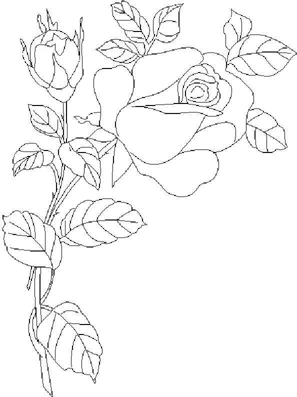 Рисунки для срисовки на лист а4. Цветы. Раскраска. Рисунки цветов для раскрашивания. Цветы картинки раскраски. Раскраска букет роз.
