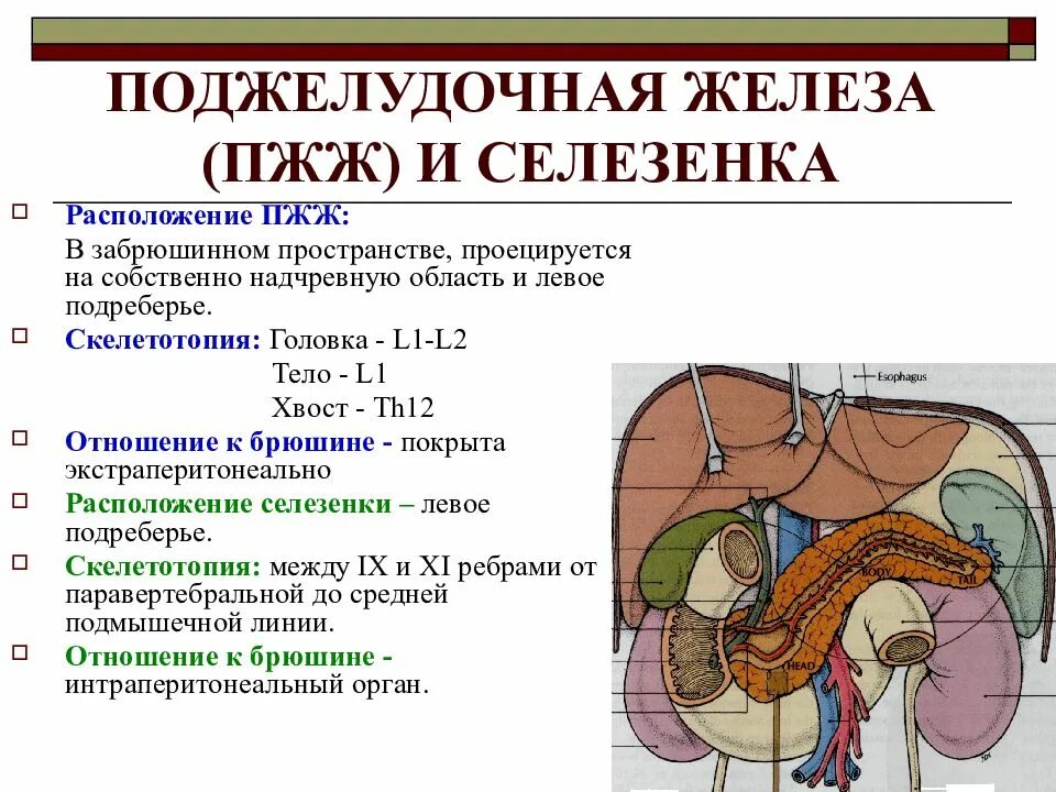 Селезенка и поджелудочная железа одно и тоже. Топография поджелудочной железы скелетотопия. Поджелудочная железа анатомия брюшины. Синтопия поджелудочной железы. Поджелудочная железа анатомия топография.