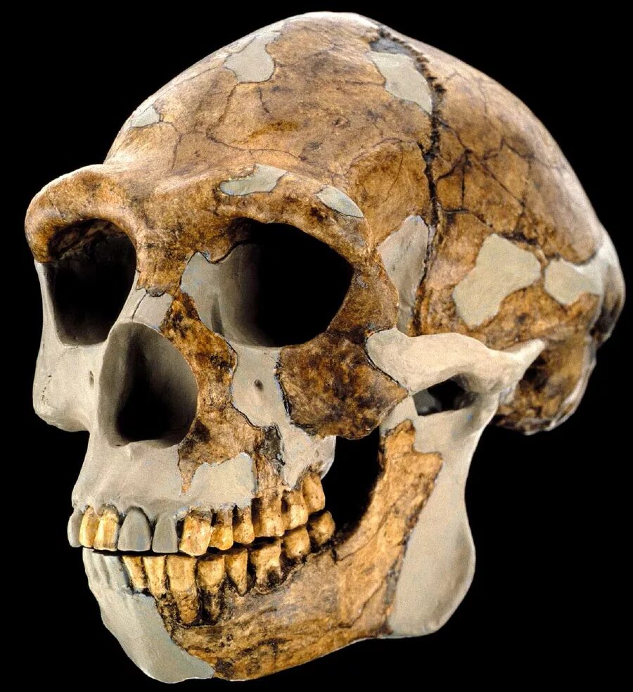 Человек прямоходящий (homo Erectus) череп.