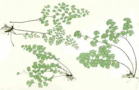 Венерин корень