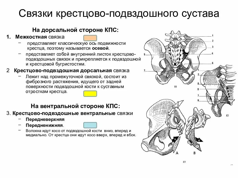 Доступы к крестцово подвздошному сочленению. Крестцово копчиковый сустав классификация. Анатомия костей и связок таза. Переломы крестца классификация. Крестцово-подвздошный сустав функции.