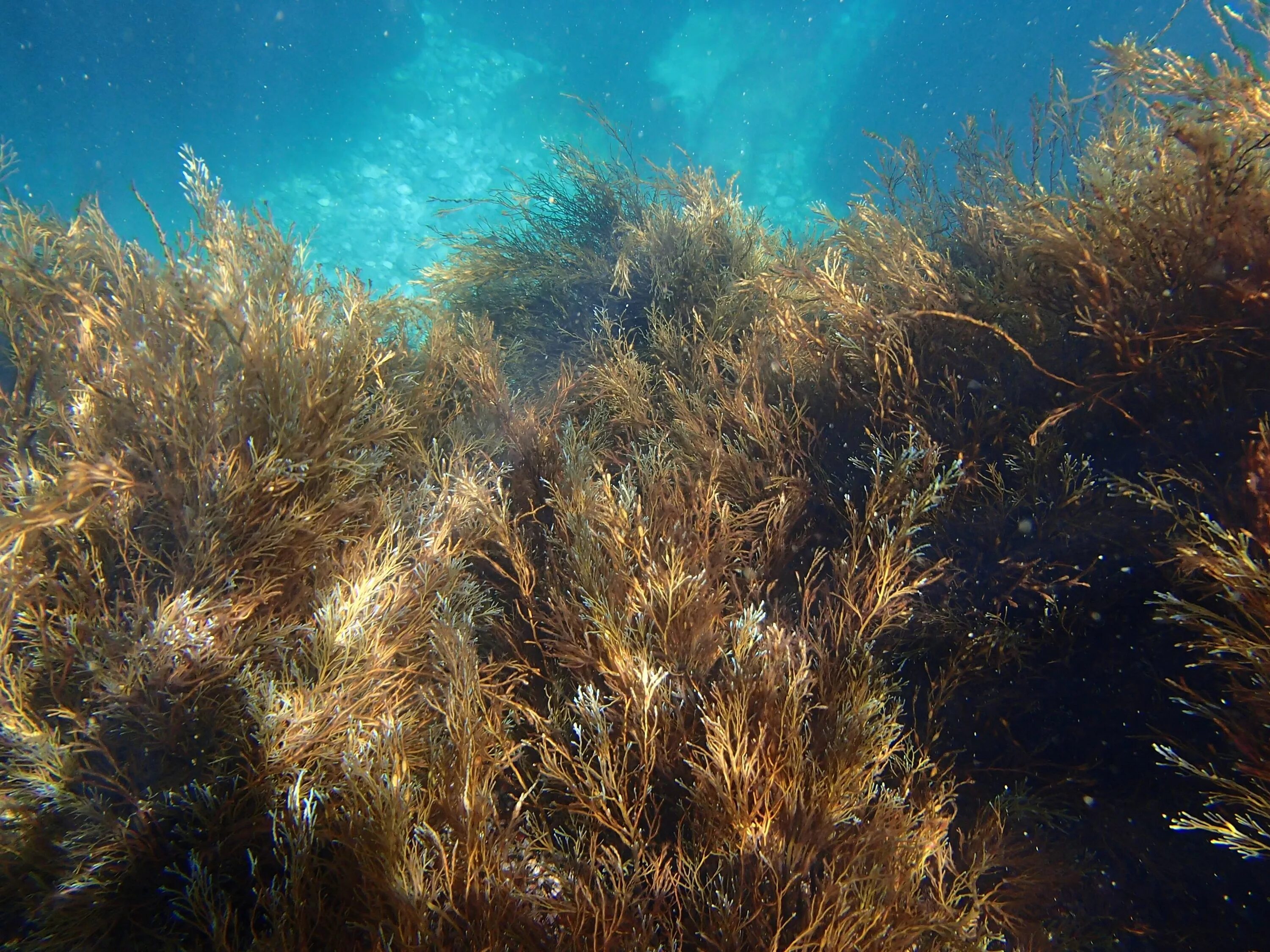 Темные водоросли. Лауренсия водоросль чёрное море. Цистозейра водоросли. Бурые водоросли цистозейра. Бородатая водоросль – цистозейра.