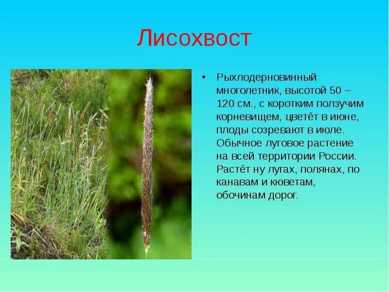 Как выглядит растение лисохвост Кормовые травы. Введение в культуру