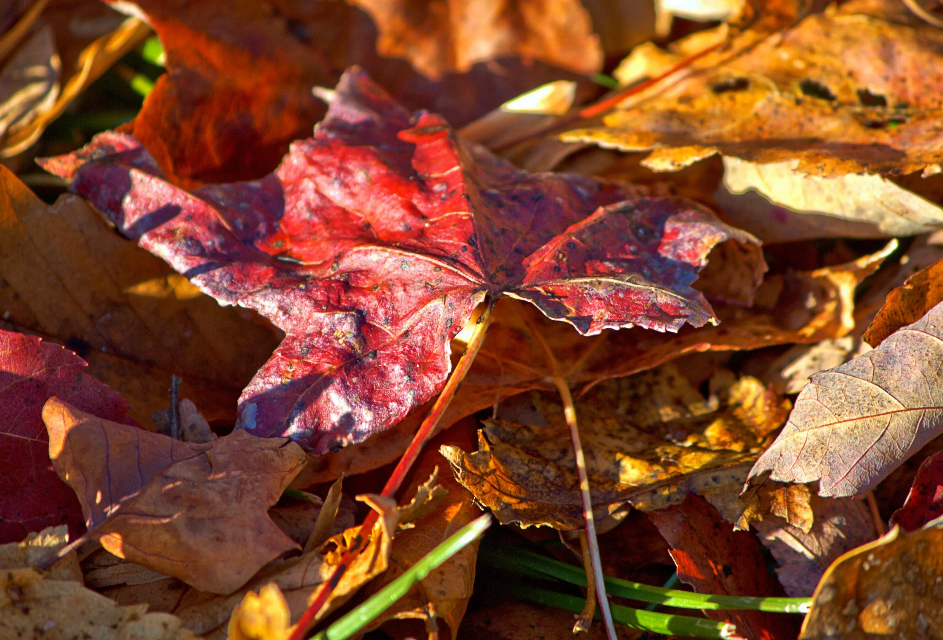 Какие листья сладкие. Много листьев. Сладкие листы. Бордовый плед на листьях осенью. Сладкие листочки.