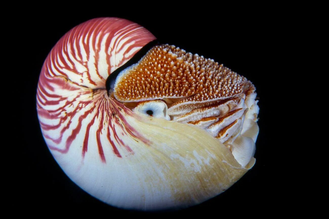 Раковина головоногих. Наутилус моллюск. Наутилус Помпилиус моллюск. Наутилус кальмар. Дофлейн Наутилус моллюск.