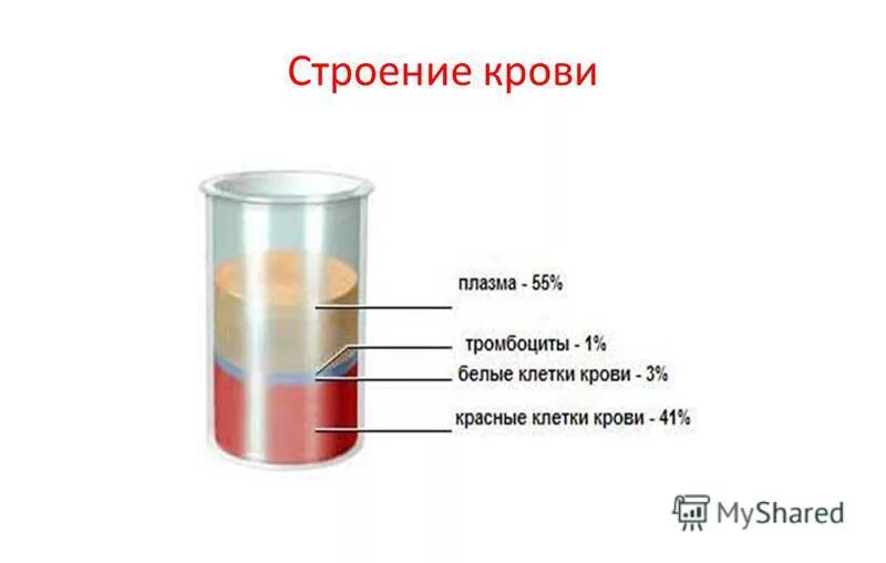 Кровь строение рисунок. Строение крови. Кровь анатомия. Структура крови человека. Кровь анатомия строение.