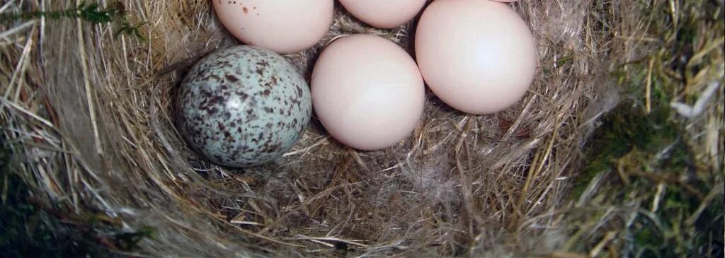 Яйца кукушки фото. Гнездо с яйцом кукушки. Кукушкино яйцо. Цвет яйца кукушки.